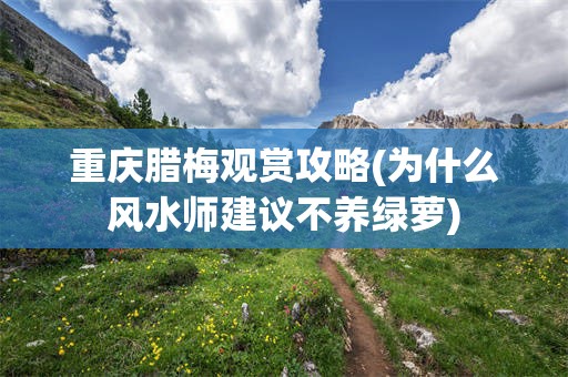 重庆腊梅观赏攻略(为什么风水师建议不养绿萝)